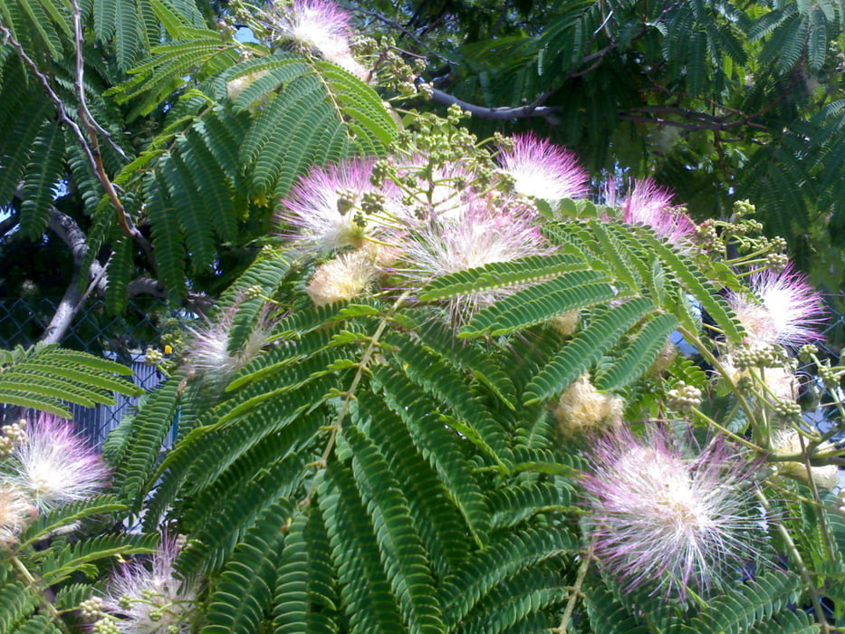 Rosignano