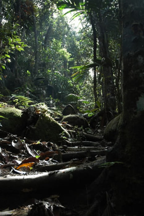 Bergwanderung auf Peak Copolia auf Mahe, Seychellen