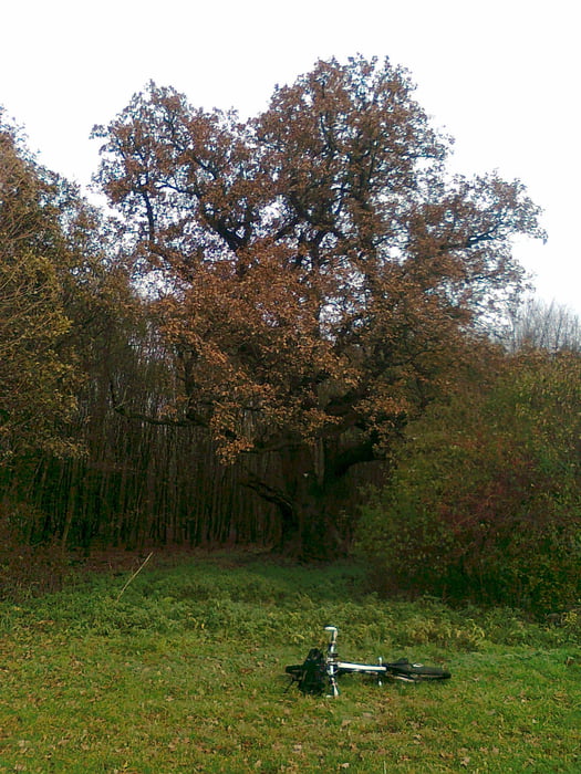 Messfelder Eiche