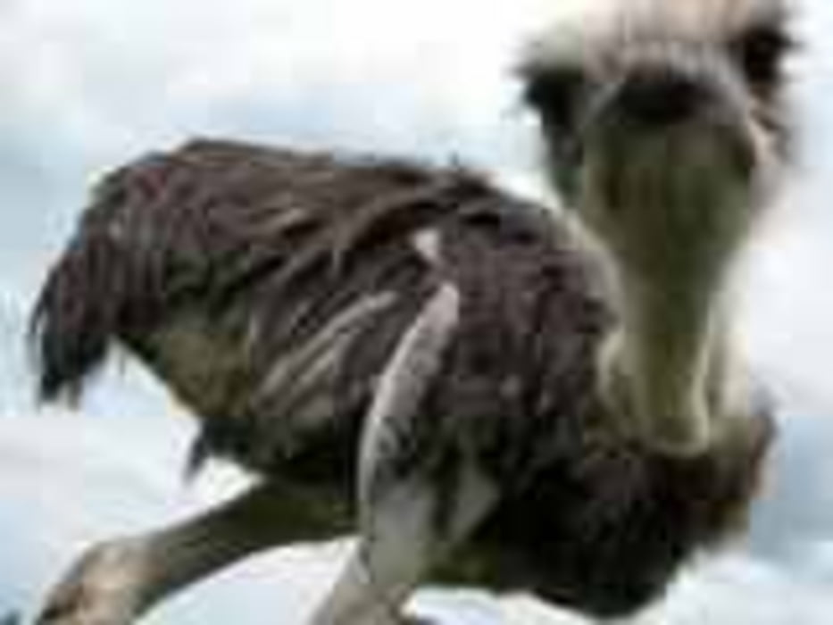 Sonntags-Lauf-Runde