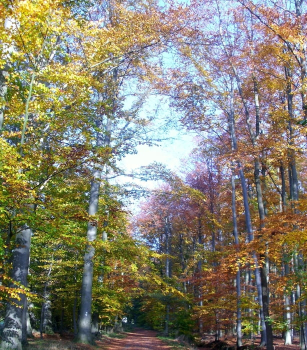 Am Senner Hellweg