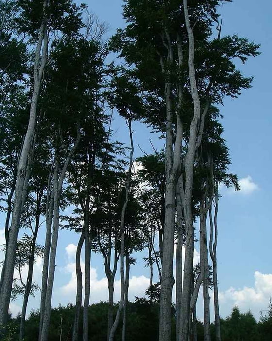 20060712_Pezinská Baba