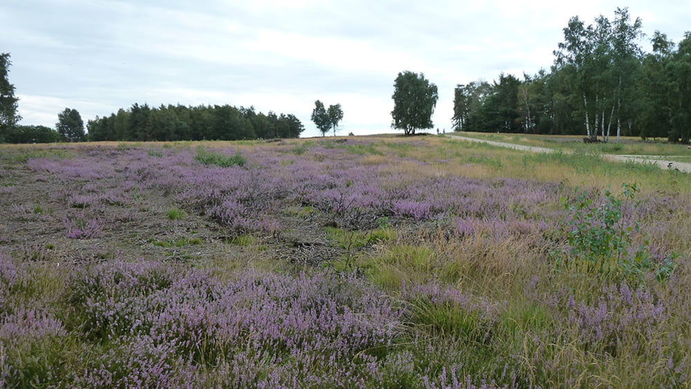Die Schavener Heide