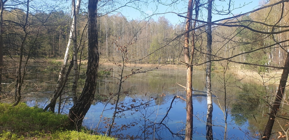 Dahlener Heide von Ochsensaal aus