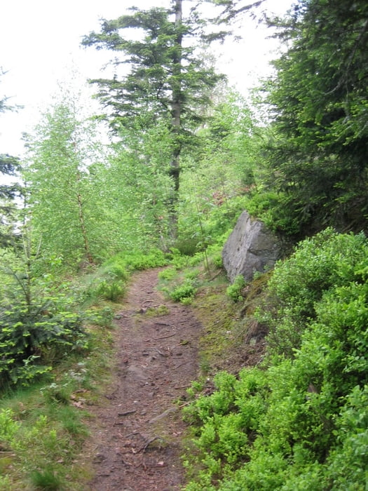 Bad Wildbad - beste Trails - Sommerberg - Grünhütte