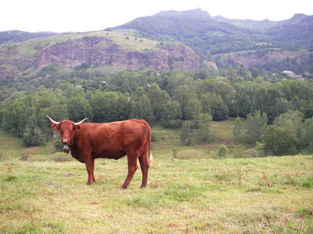 Le Falgoux, Monts Du Cantal, Auvergne