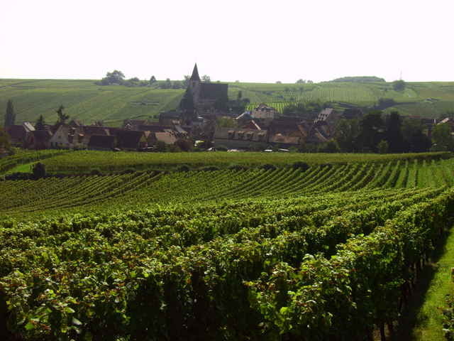 Weinlagen-Begehung mit kulinarischem Genuß