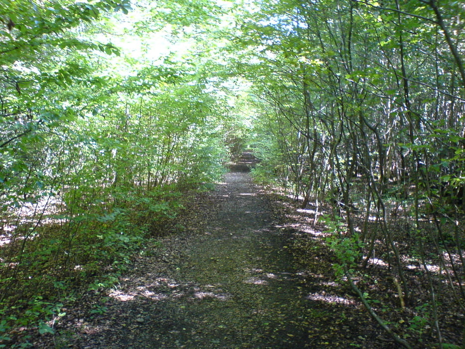 Forstenrieder Park (Waldfriedhof, Buchendorf)