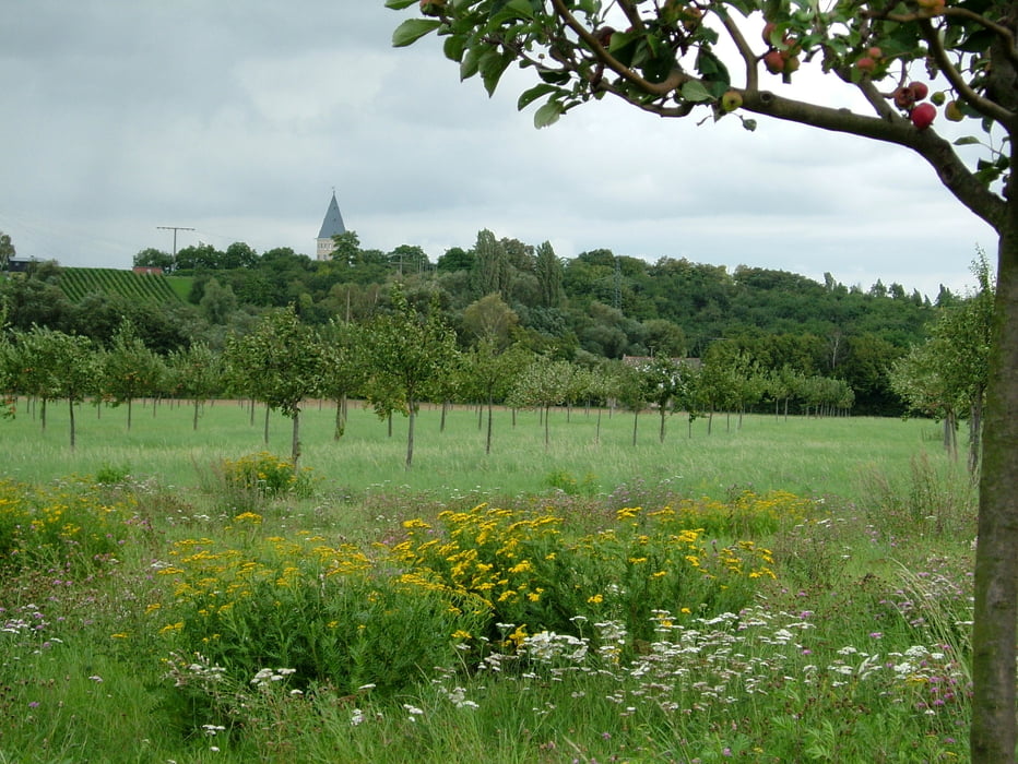 Selztal / Mainz - Ingelheim - Alzey