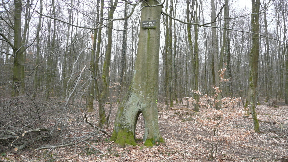 Rund um den Königsberg in Siersburg