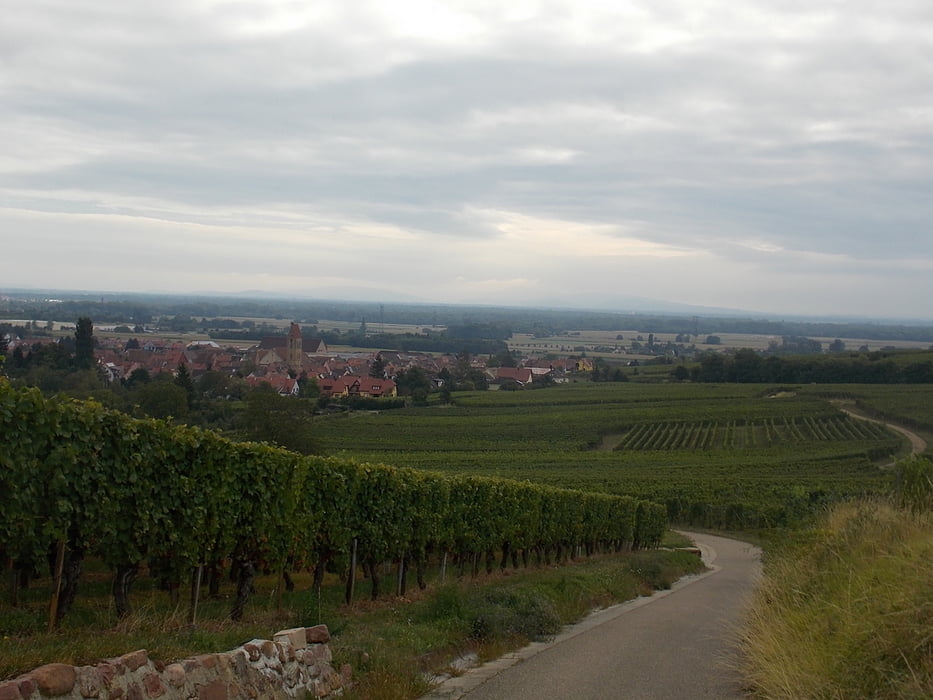 De wijnbergen van Eguisheim