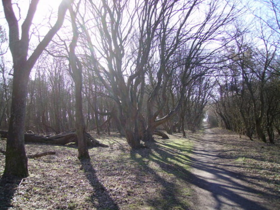 Bos en duinen 85% onderhard (9 maart 2013 aangepast)