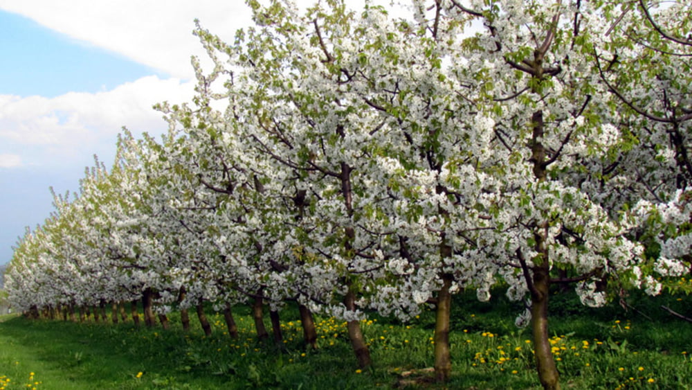 Kirschblütenwanderung im Obst -,  und Hügelland