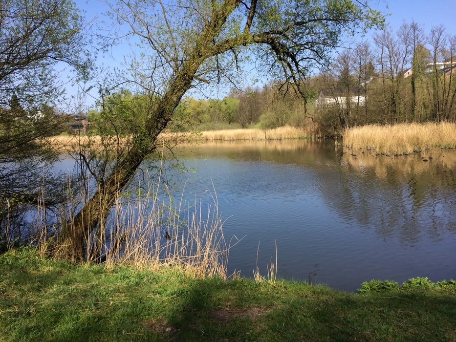 Wald- und Wiesenwanderung entlang des Wassers