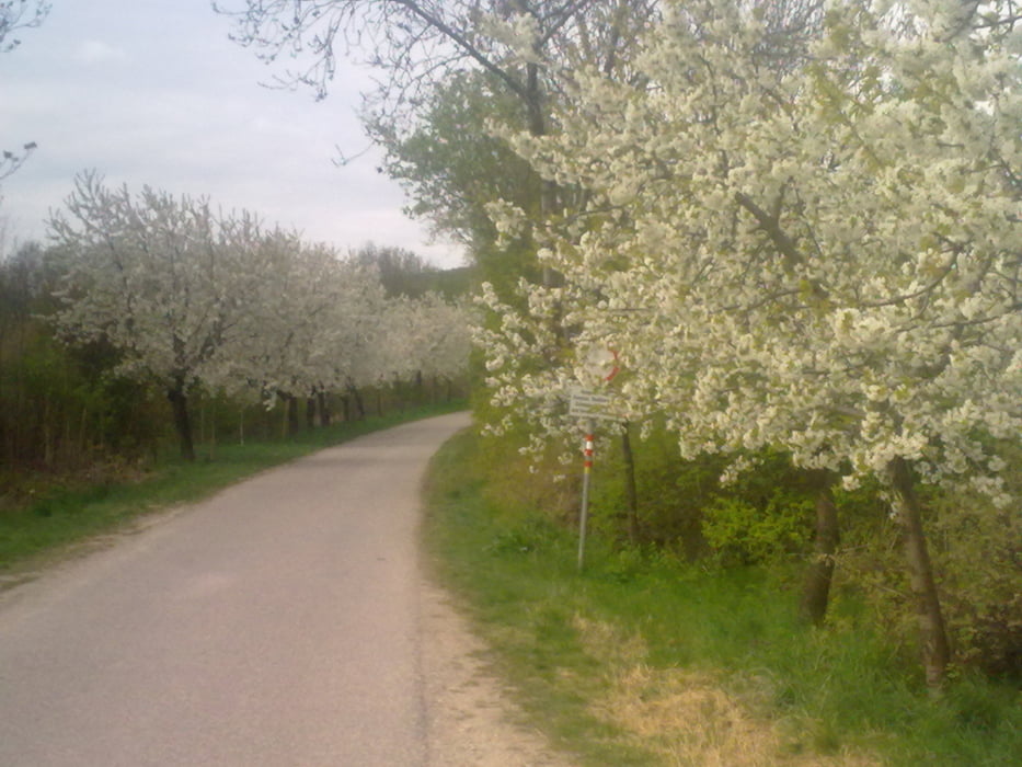 Kirschblütenweg