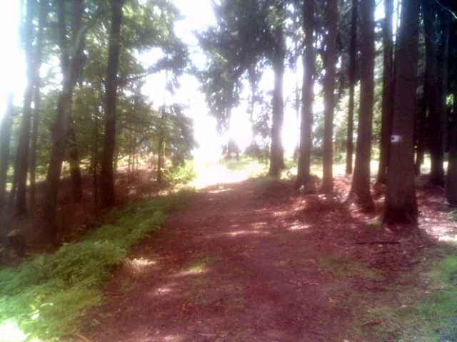 Schönberg - Steinrinnen - Bernhardswald