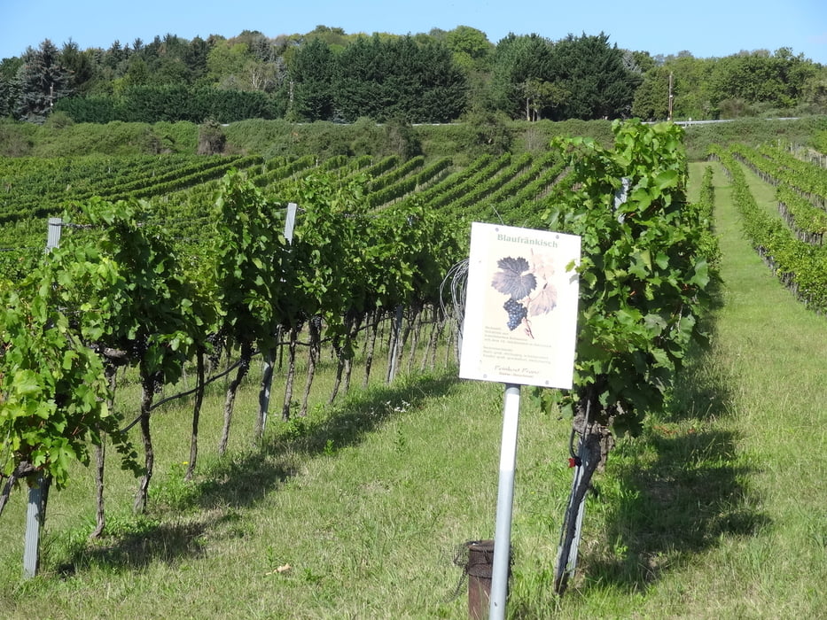 Weinwanderung Strebersdorf Stammersdorf