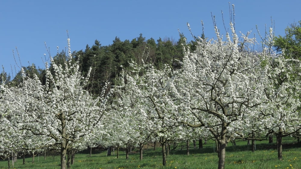 Wandern Franken: Kirschblüte bei Igensdorf