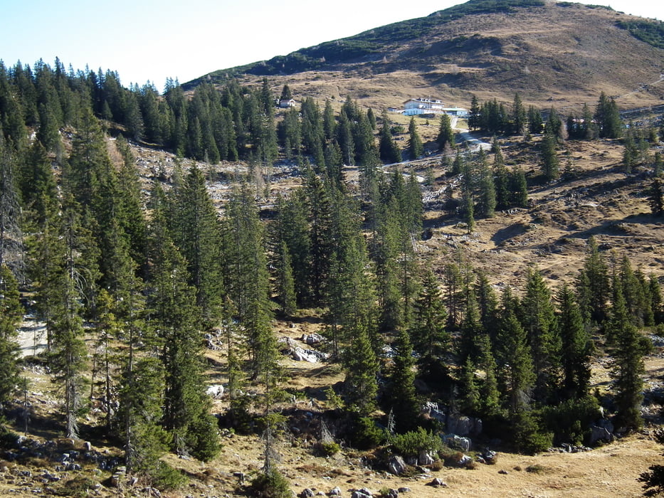 Fellhorn