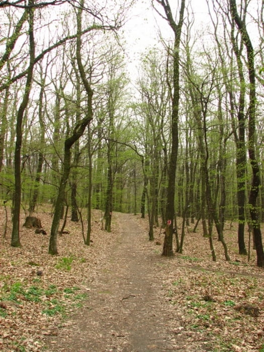 20120401_Devínska Kobyla