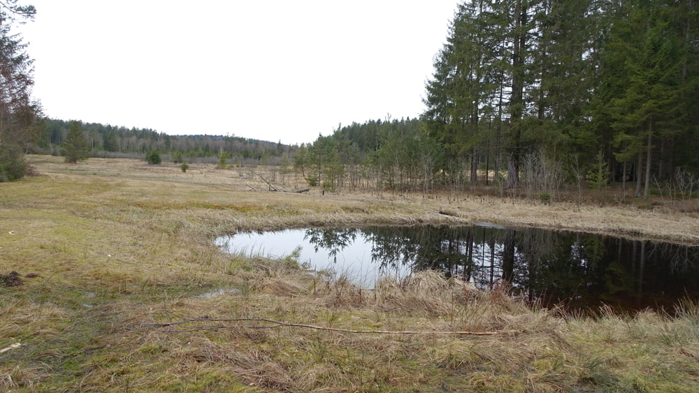 Durchs Todtenauer Moor