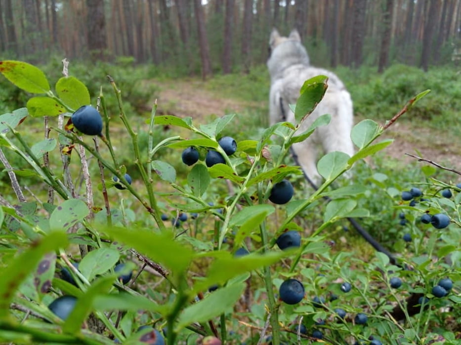 Heidelbeeren um Allersberg