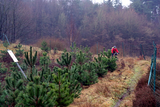 Dämmer Wald und Tester Berge