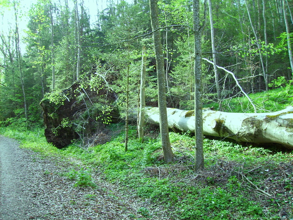 Bussmannshausen