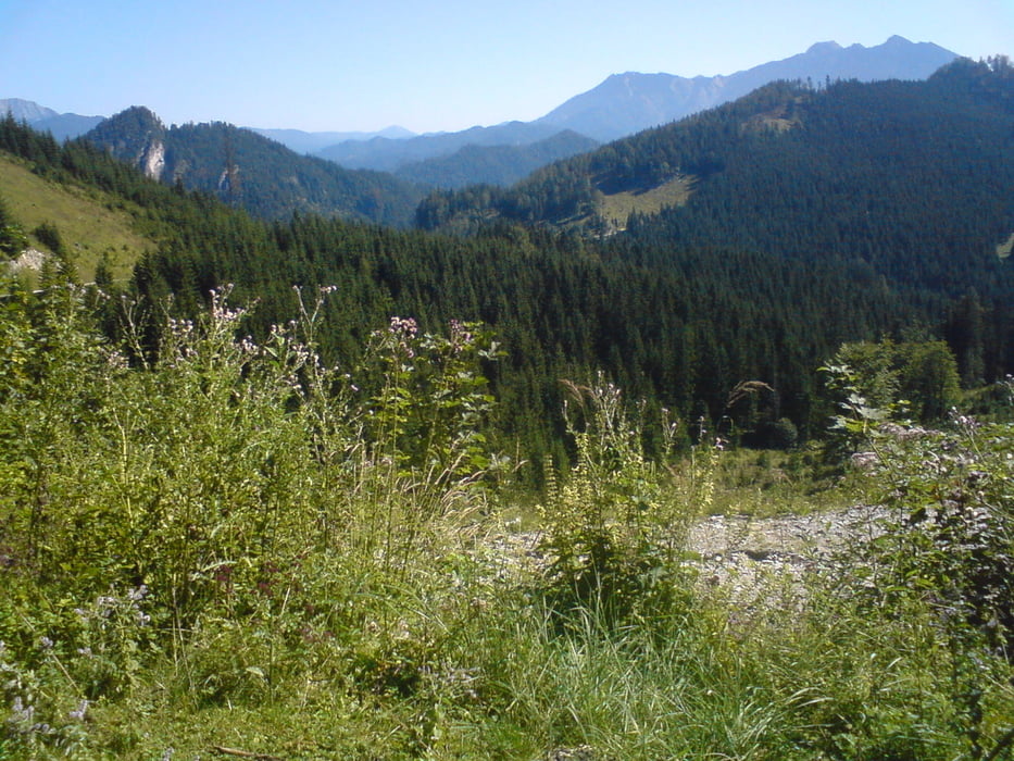 Wildalpen - Torsattel - Gams - Medlingbachtal - Wildalpen