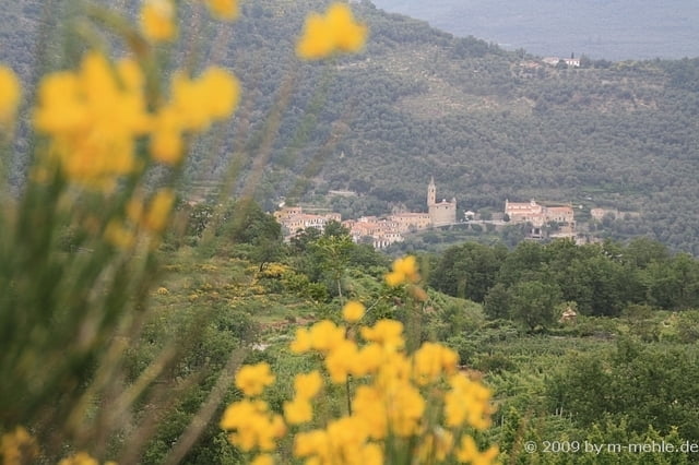 Birche in "Bestagno"
