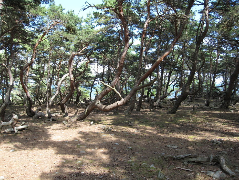 Wanderung durch Trollskogen-Nationalpark auf Öland