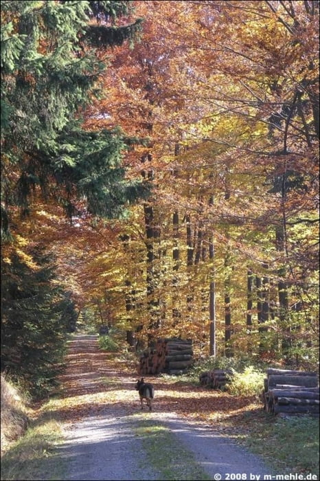 Brennende Wälder (Herbstwanderung im Fichtelgebirge)