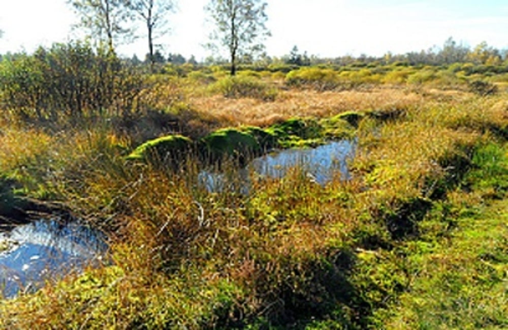 Hohes Venn (Region Konzen)