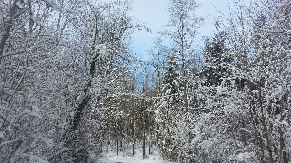 Wandern Franken: über den Hetzles beim ersten Schnee