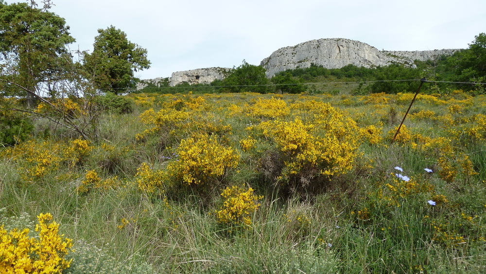 Zum Dent de Rez