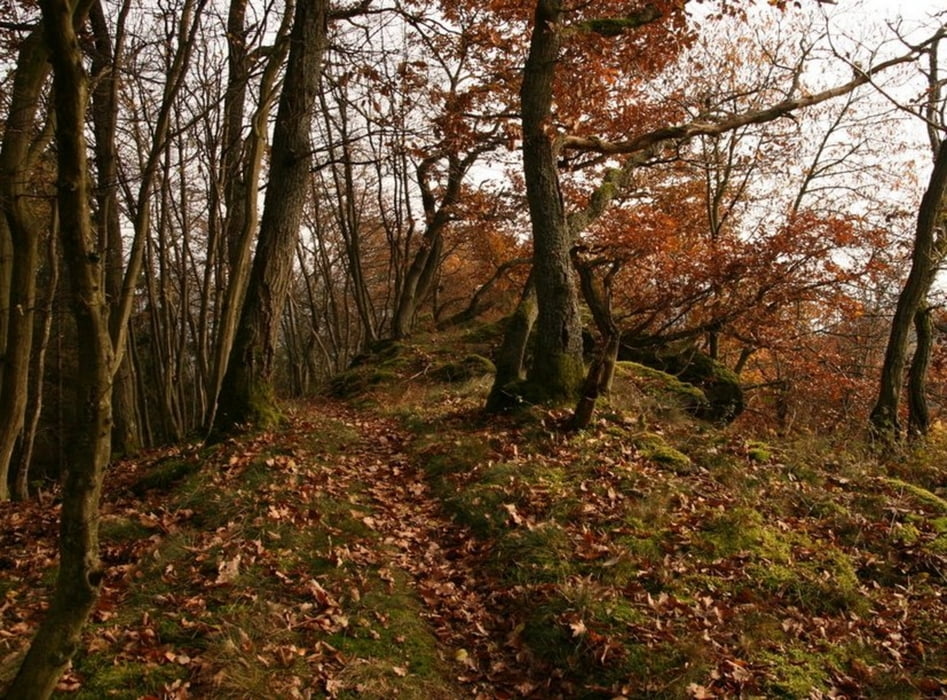 Trails-Rock  Pützfeld (Altenahr)
