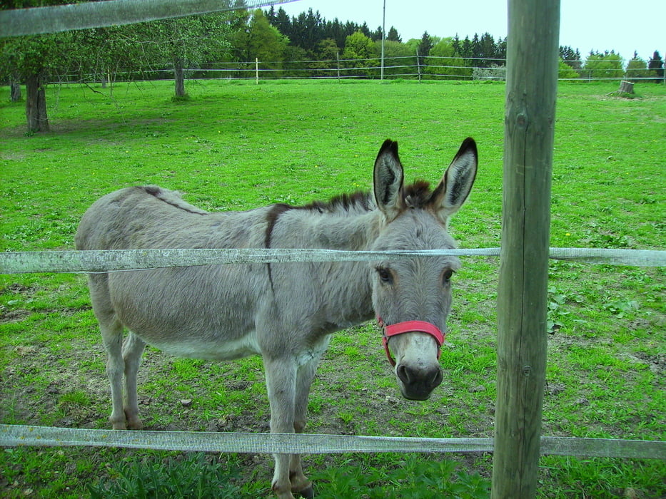 Steinberg Illereichen