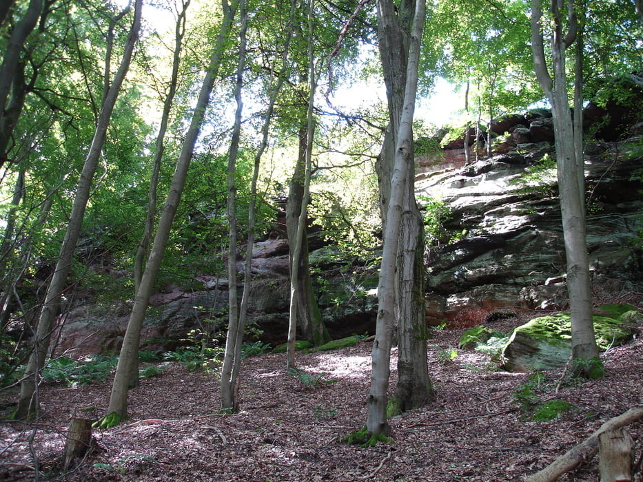 Vom Saupferch zum Drachenfels Pfalz