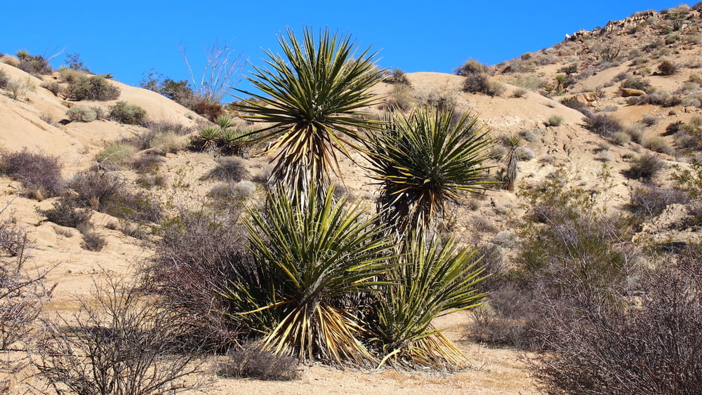 140102 USA Joshua Tree NP - Mastodon Peak 