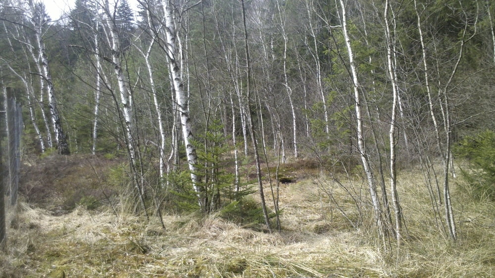 Deininger Weiher