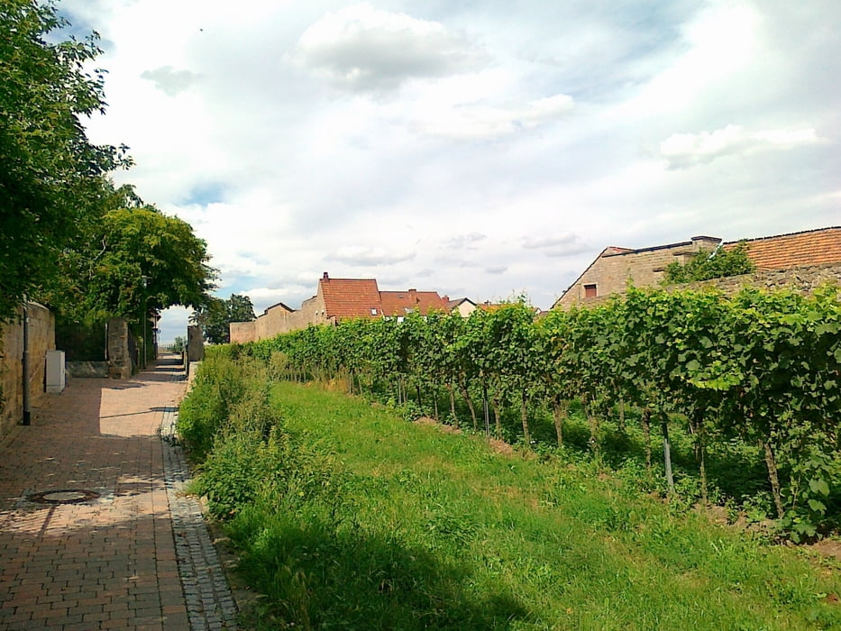 Wachenheim Wachtenburg Rundwanderweg 13