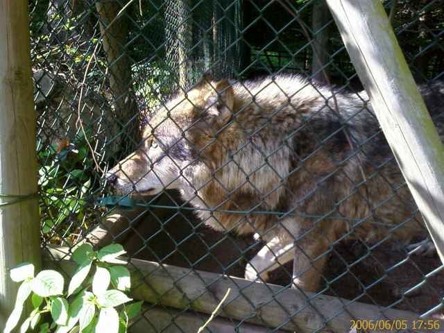 Wolfspark Merzig
