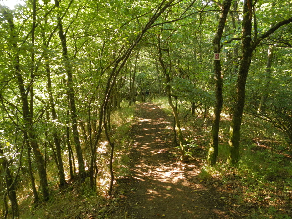 Weg zum Aussichtspunkt Felsenklipp