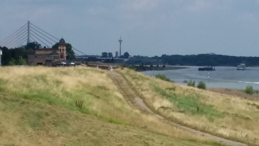 Kühe, Sendeturm und Störche
