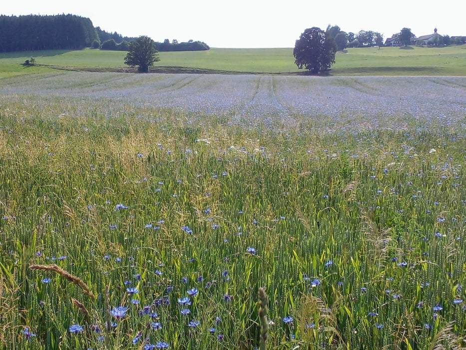 Vaterstetten - Seehamer See - Mangfal - Kreuzstraße