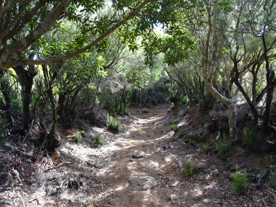 Rundtour: Santo Domingo de Garafia - Ermita de San Antonio