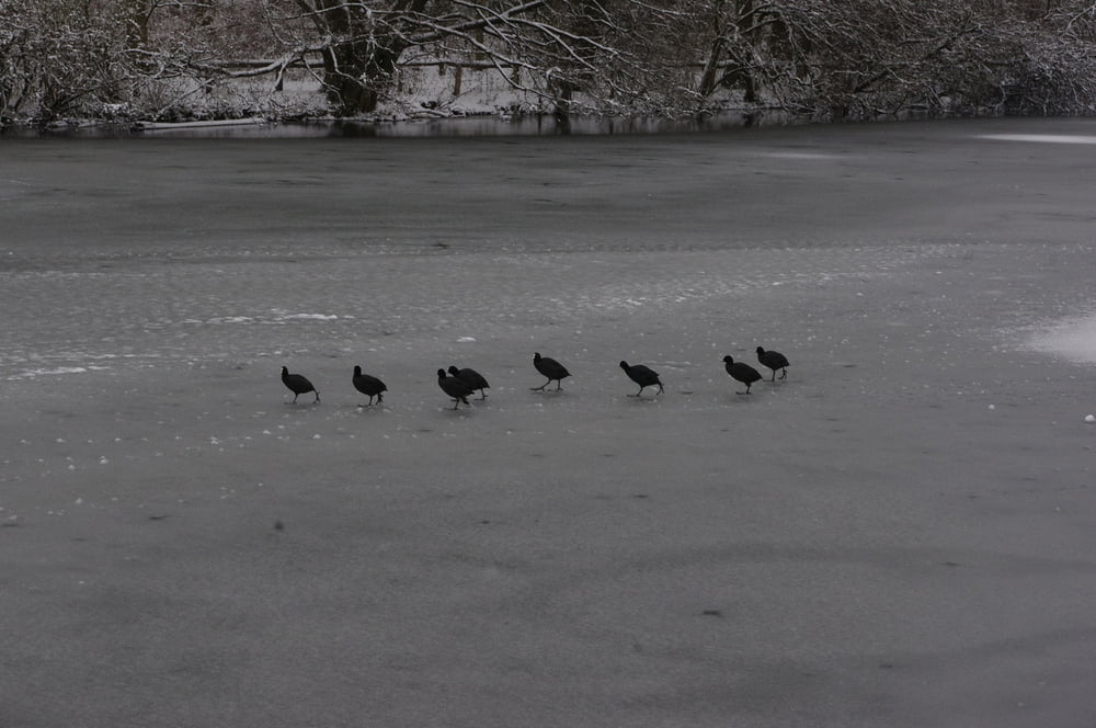 Im Winter um den Schlachtensee