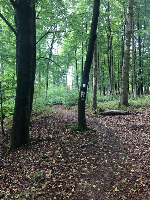 Hohe Sonne: Carl-Alexander-Turm, Luisengrotte und ein paar Trails