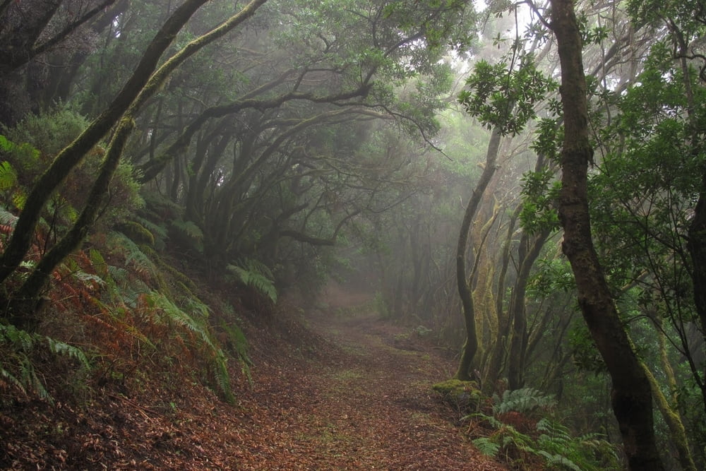 Auf und ab auf El Hierro