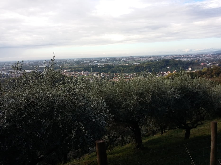 Passaggiatta tra castagni e olivi a Mussolente (VI) 2018